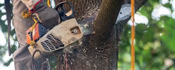 Best Storm Damage Tree Cleanup  in Beavercreek, OR